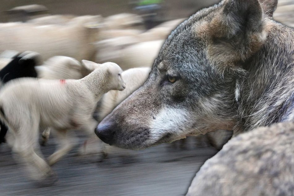 Wölfe: Tote und vermisste Schafe im Schwarzwald: Experten prüfen Wolfsangriff