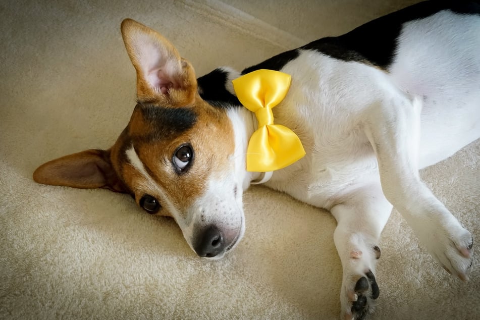 Hunde mit einer gelben Schleife könnten gefährlich oder krank sein und brauchen deswegen besonders viel Freiraum.