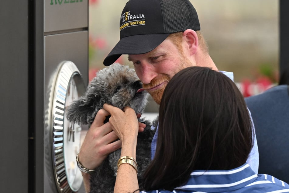 … doch dann startet der Zwergpudel einen Kuschel-Angriff, …