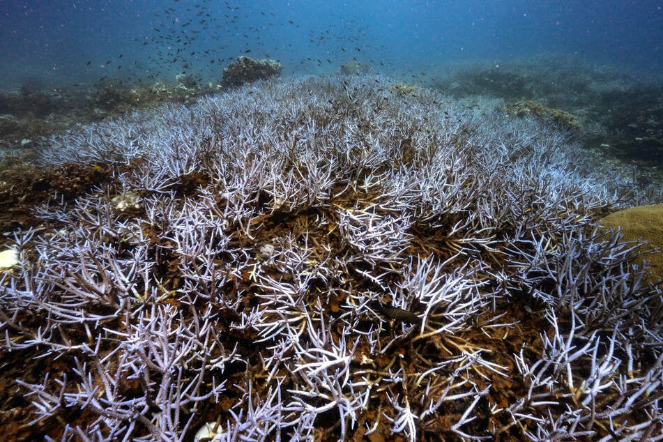 A global coral bleaching event that began last year has quickly grown to the largest on record, according to a US environmental agency, with the impacted reef area continuing to grow.