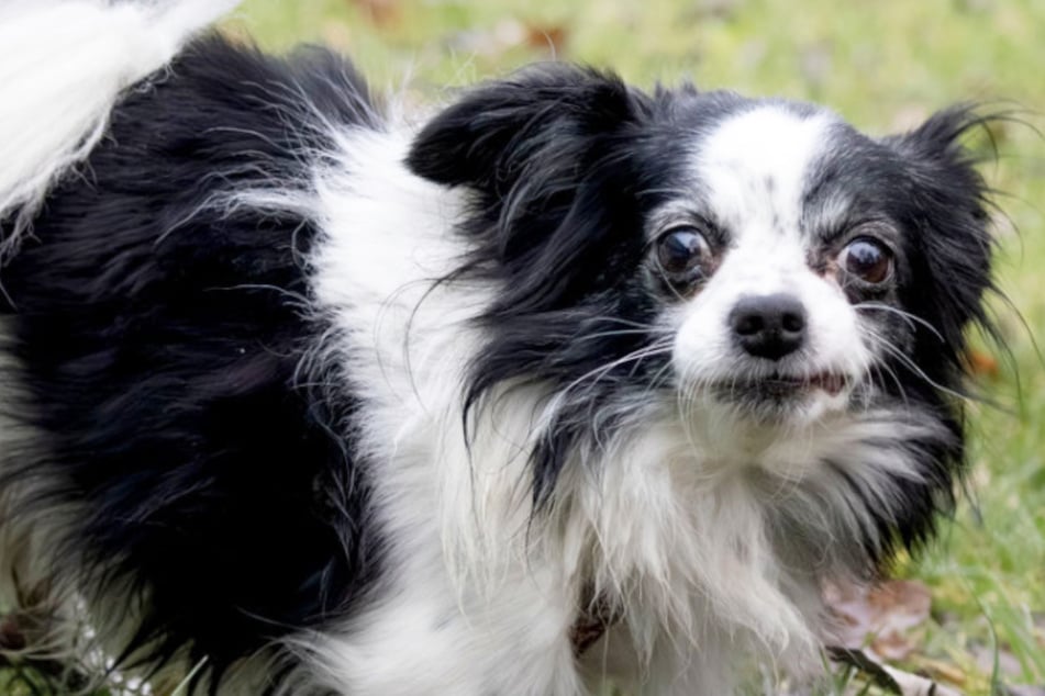 Nowi opiekunowie Wasabi powinni mieć doświadczenie z psami.