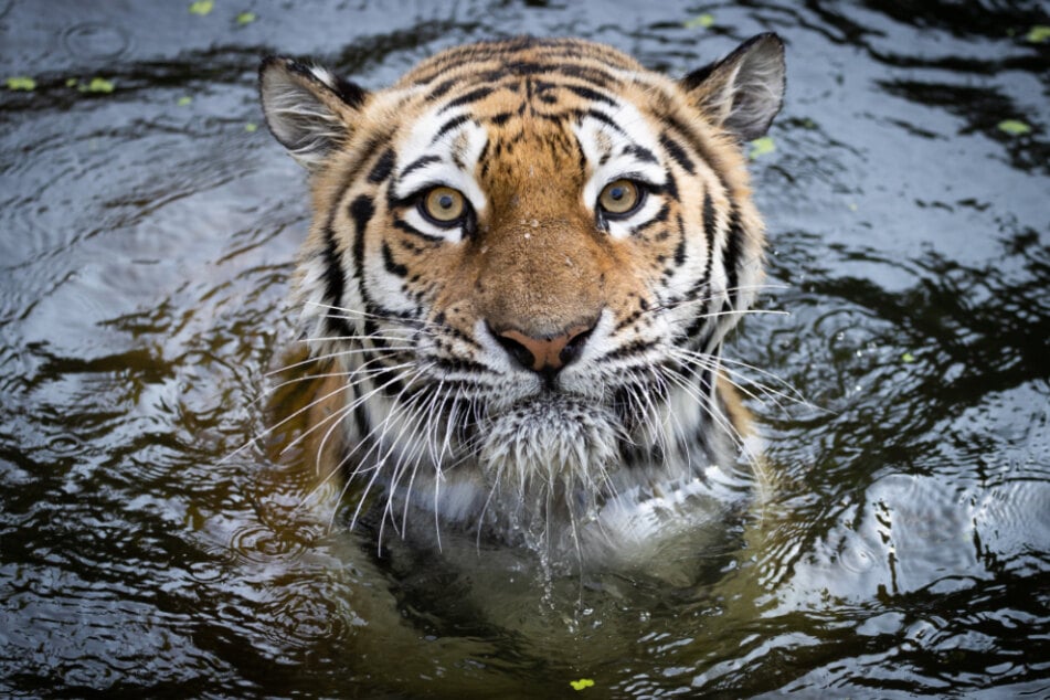 Tigerdame Maruschka aus dem Tierpark Hagenbeck ist überraschend bei einer medizinischen Untersuchung verstorben. (Archivfoto)