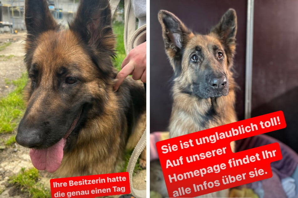 Lieb, verträglich und gerne an der frischen Luft: Luna ist ein wahrer Traumhund!