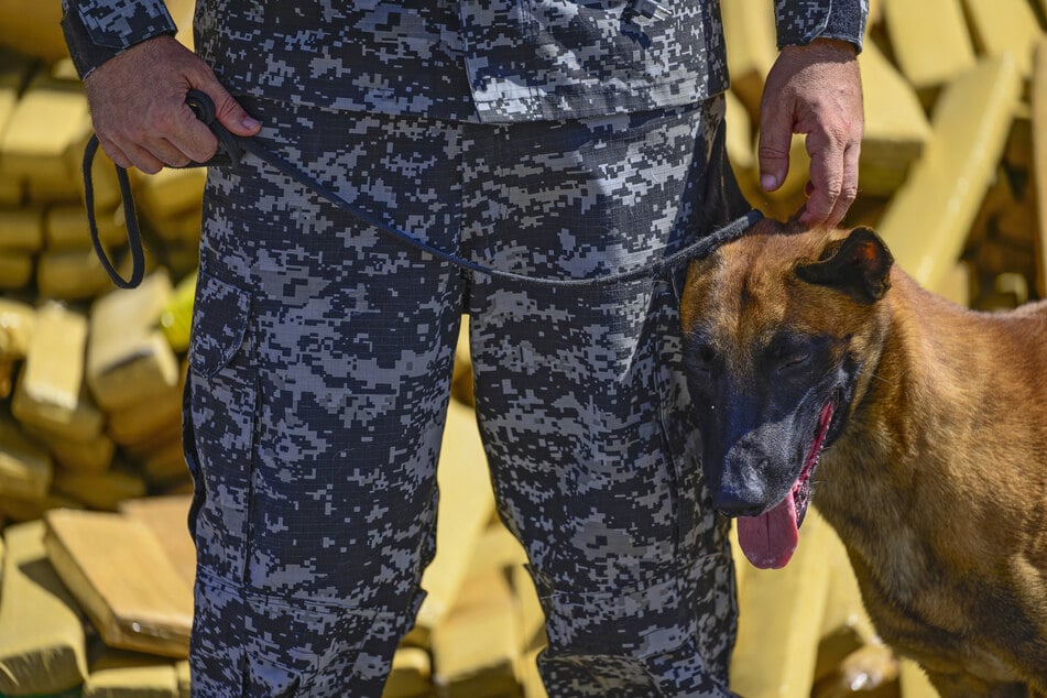 Police dog sniffs out 48 tons of marijuana in record-setting drug bust!
