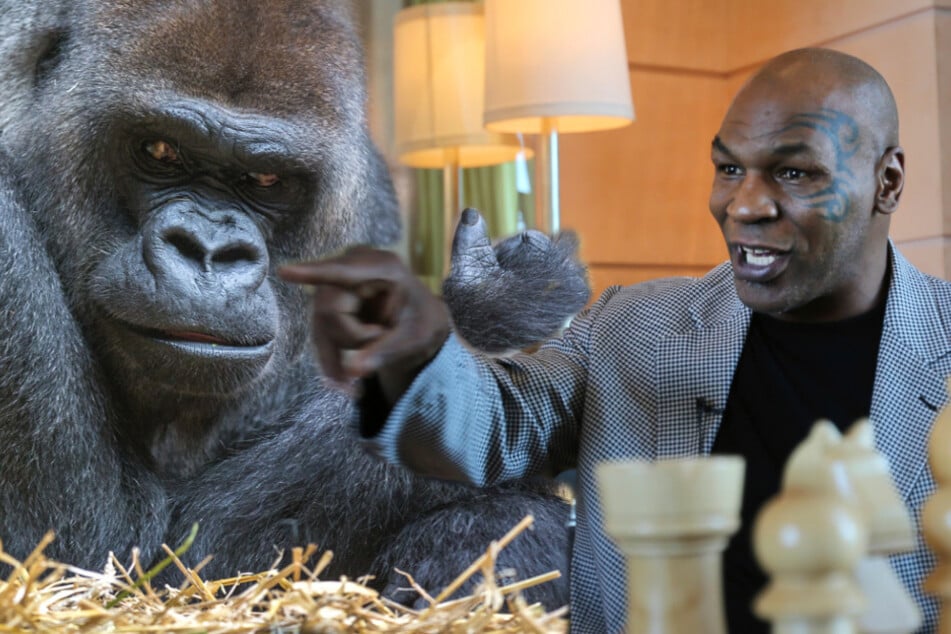 Mike Tyson gegen Gorilla? "Bot Zoowärter 10.000 Dollar, dass ich ihm auf die Nase hauen kann"