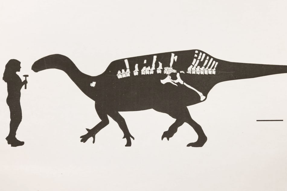 Der Dino soll eine stattliche Größe gehabt haben. Hier im Vergleich mit einer erwachsenen Frau.