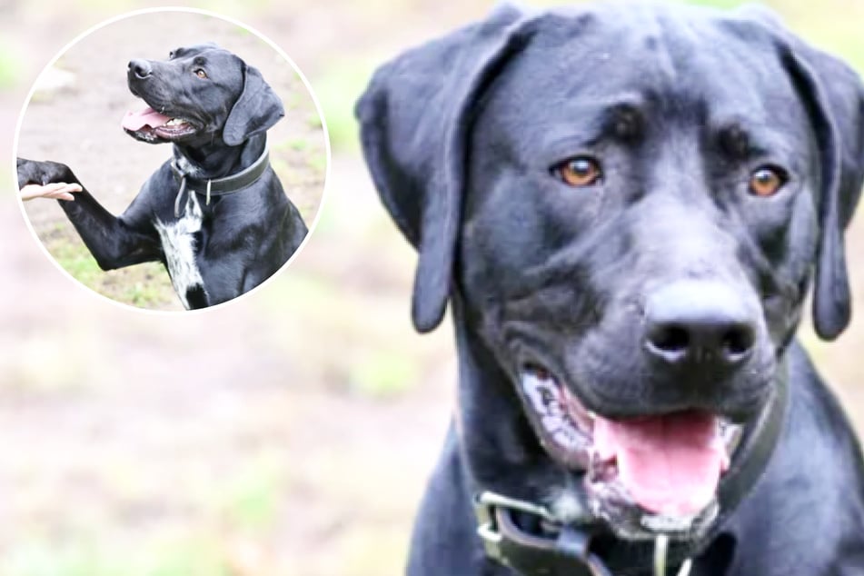 Labrador-Mix es cariñoso, pero aún tiene que aprender: ¿Hay un final feliz para Looney?