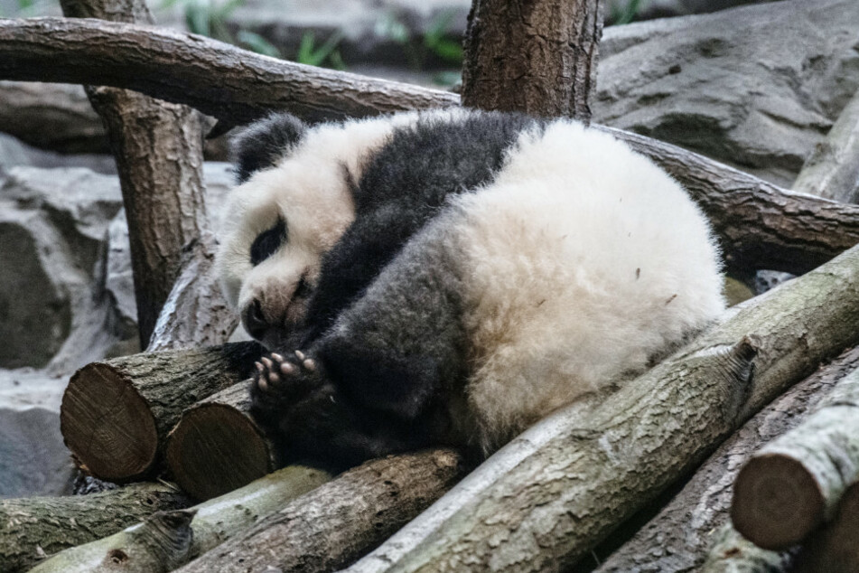 Auf Panda-Nachwuchs Paule müssen die Besucher erstmal verzichten.
