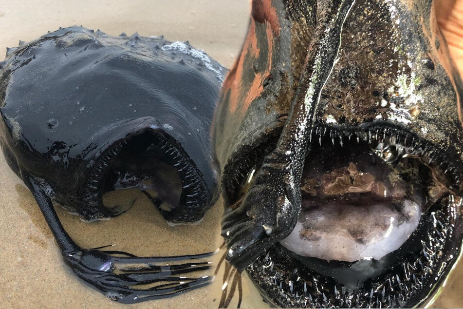 Strange creature discovered on California beach baffles scientists!
