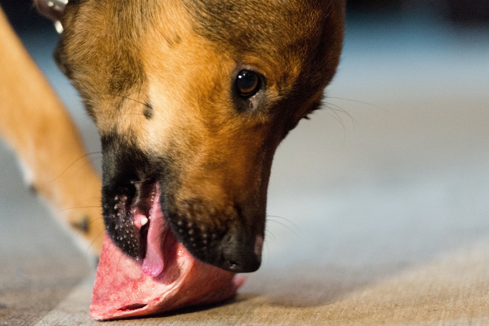Wer seinen Hund mit rohem Fleisch füttert, gefährdet damit sich selbst (Symbolbild).