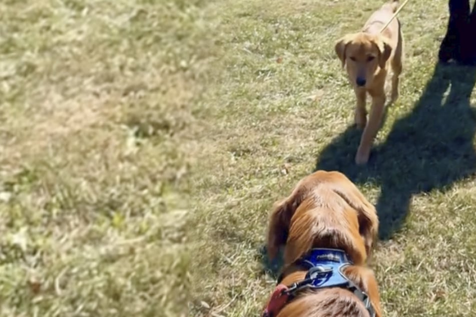 The two golden retrievers only needed a few seconds to recognize each other.