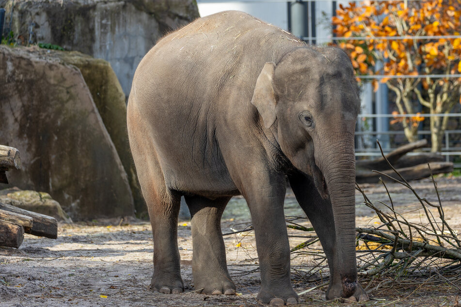 The Asian elephant (Elephas maximus indicus) is a large, endangered mammal native to Asia.