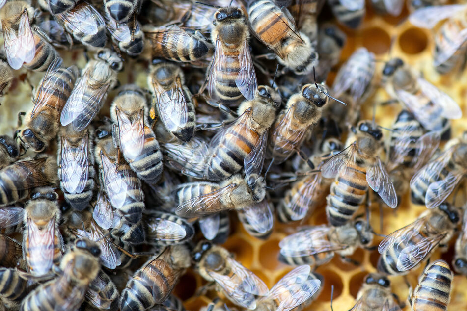 In Sonneberg wurde eine Frau von einem Bienenschwarm angegriffen. (Symbolbild)