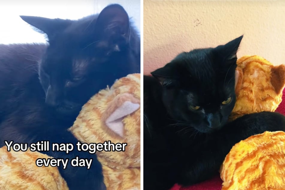 Die schwarze Katze kuschelt nun immer mit einem Stofftier, was seinem Bruder ähnlich sieht.