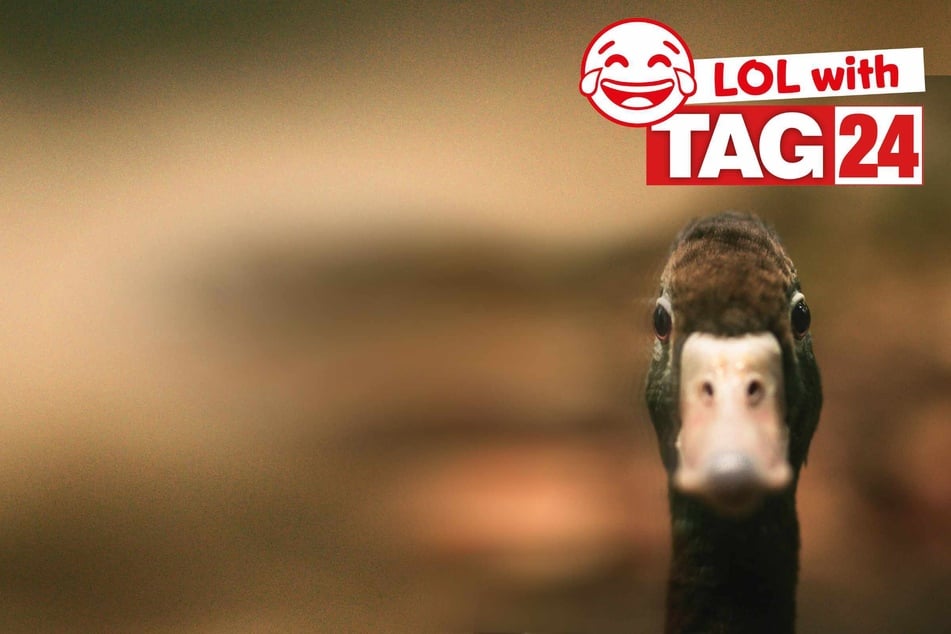 Joke of the Day for September 2, 2025: A duck funny to make you smile