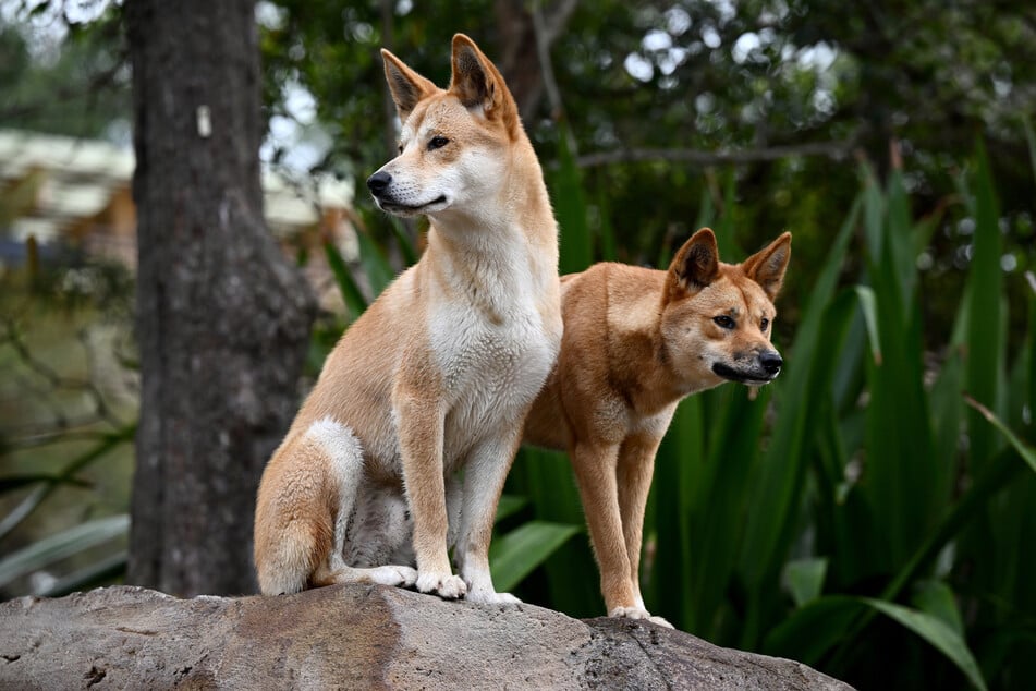 Dingos sehen zwar niedlich aus, können aber durchaus gefährlich sein.