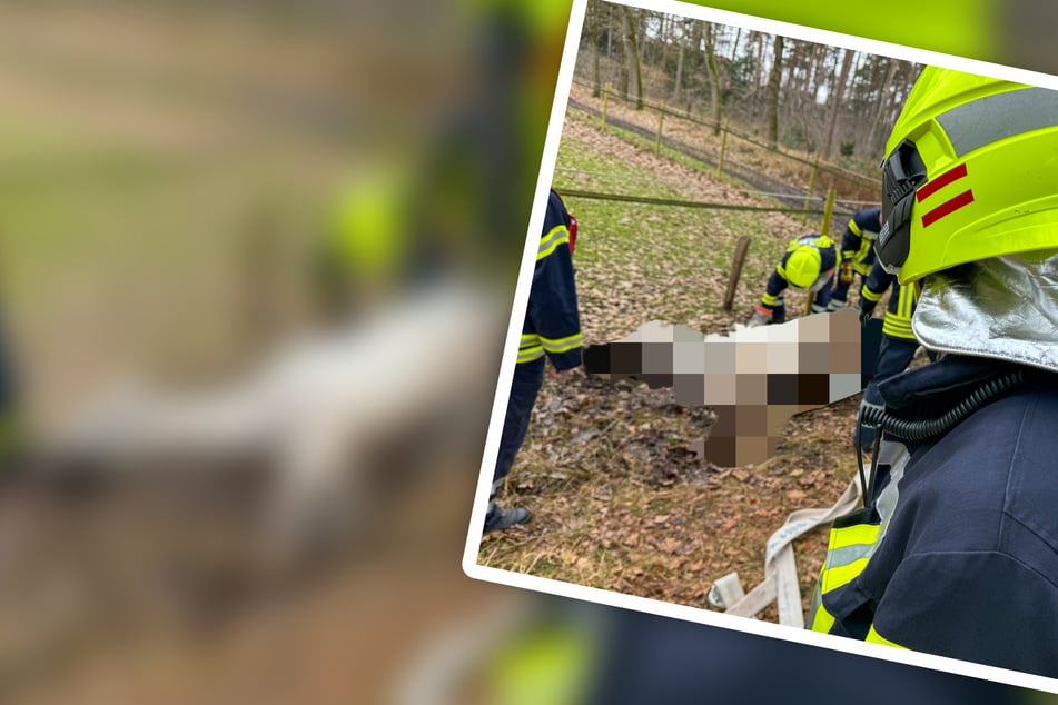 Feuerwehreinsatz im Landkreis Celle: Kameraden befreien Pferd aus misslicher Lage!
