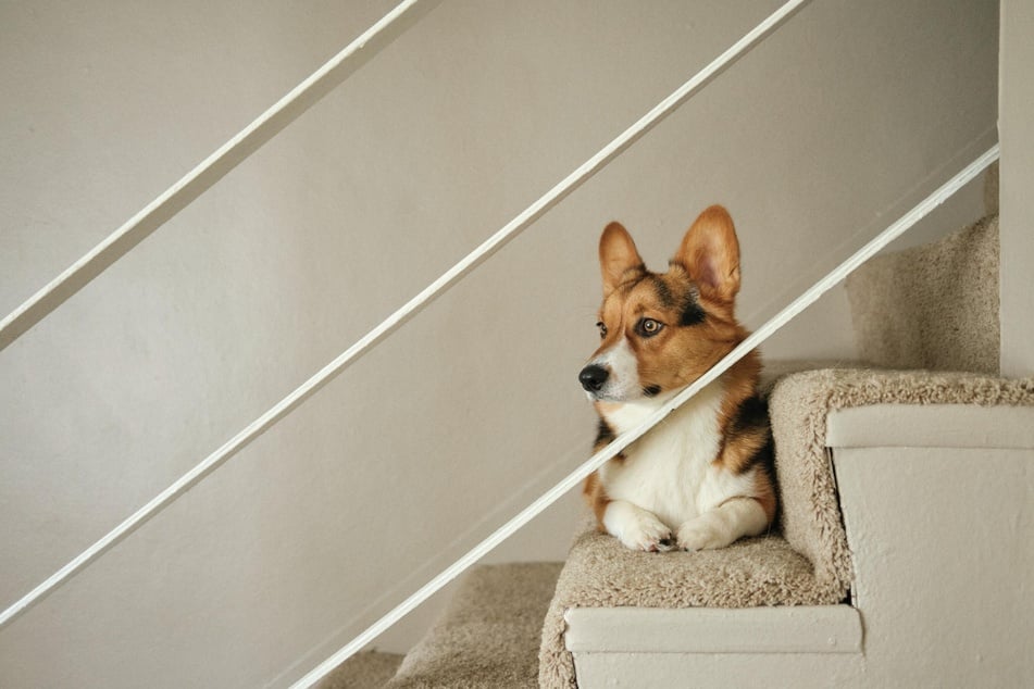 Durch passendes Training können Halter den Hund an die Treppe gewöhnen.