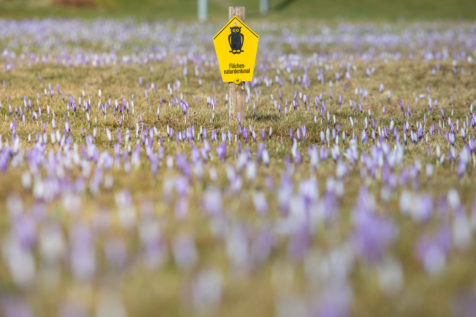 Die Krokusblüte in Drebach ist ein einzigartiges Naturerlebnis.