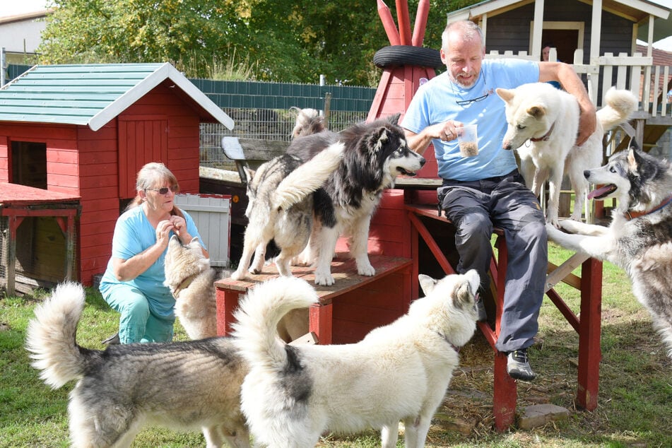 Sachsen‑Anhalter doet therapie met husky’s: Hoe vier poten het onmogelijke mogelijk maken
