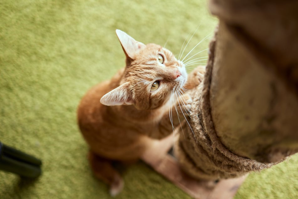 Hat eine Katze genügend Ablenkung, dann wird sie aufhören, Katzenstreu zu fressen.