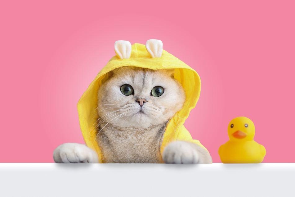 How often should you give your cat a bath and what do you need to look out for?