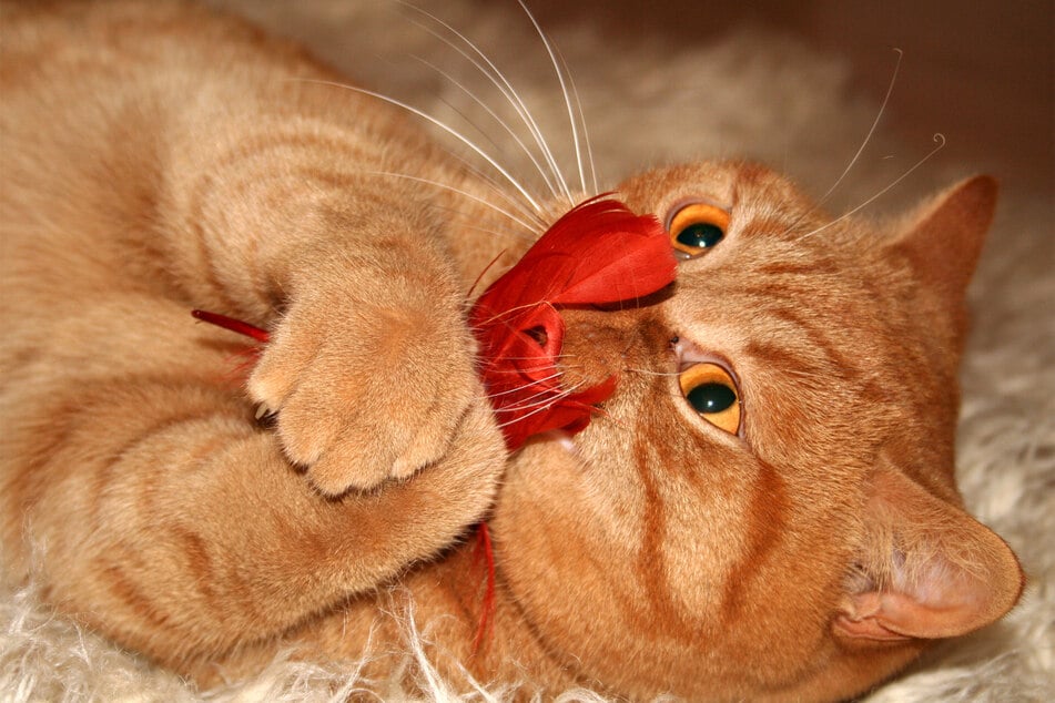 Orange British Shorthairs are incredibly popular and incredibly sweet.