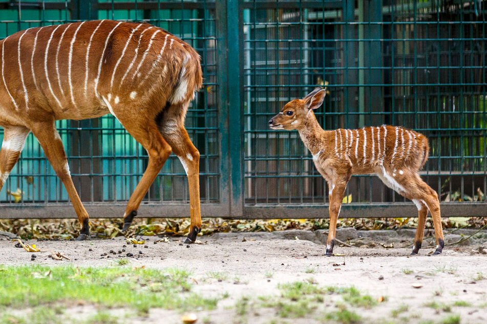 Freude im Dresdner Zoo: Endlich wieder Nachwuchs bei den Nyalas