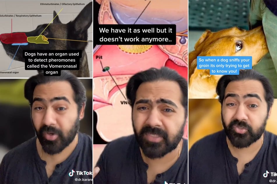 The TikTok doc explains that dogs can get to know you through smell (collage).