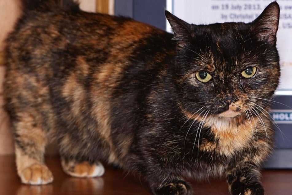 Bei der Messung im Jahr 2013 erhielt die Munchkin-Katze Lilieput offiziell den Titel "Kleinste lebende Hauskatze der Welt".