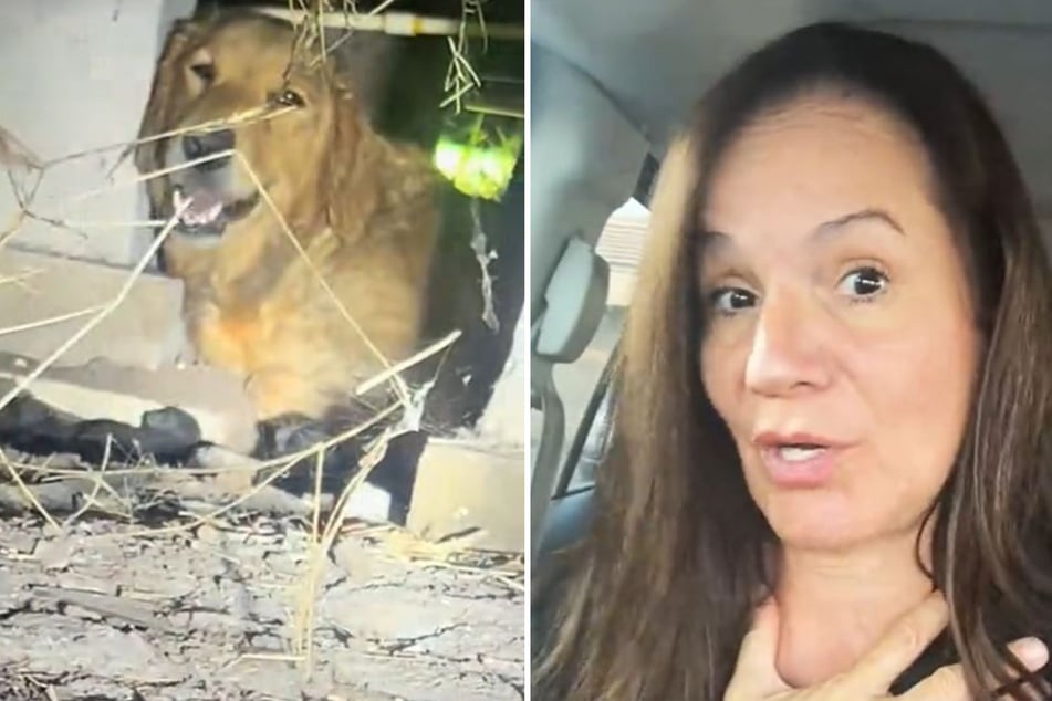 Honey the Golden Retriever dog hid with her puppies under Stephanie Garcia's house.