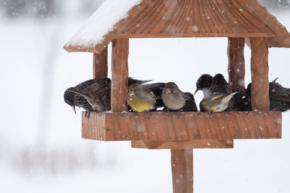 Wenn man Vögel im Winter füttern möchte, sollte der Futterplatz möglichst geschützt sein.