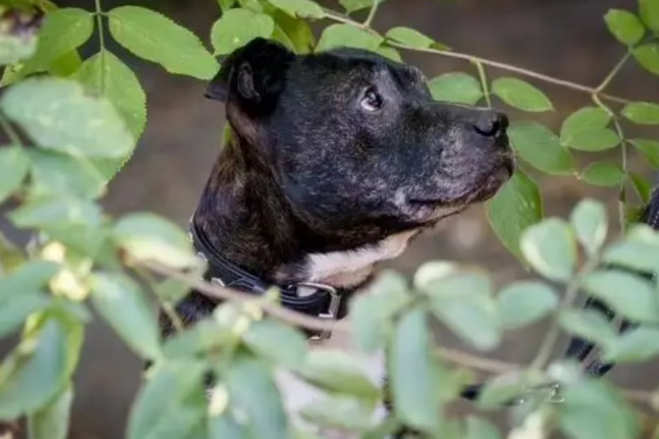 Der acht Jahre alte Rüde hat manchmal einen Dickkopf, ist grundsätzlich aber ein freundlicher und respektvoller Hund.