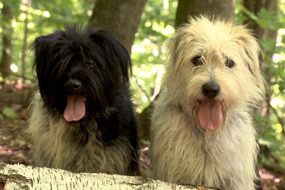 Mary (3, l.) und Jane (2) wurden von Amts wegen in das Tierheim gebracht.