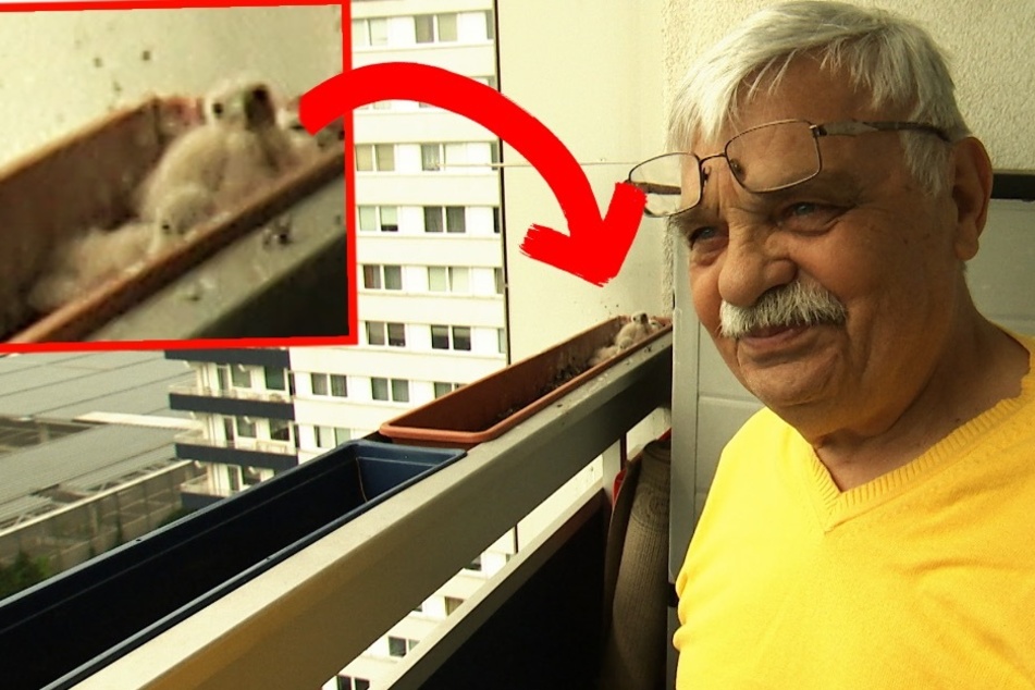 Erich (78) freut sich jedes Jahr aufs Neue auf die Turmfalken.
