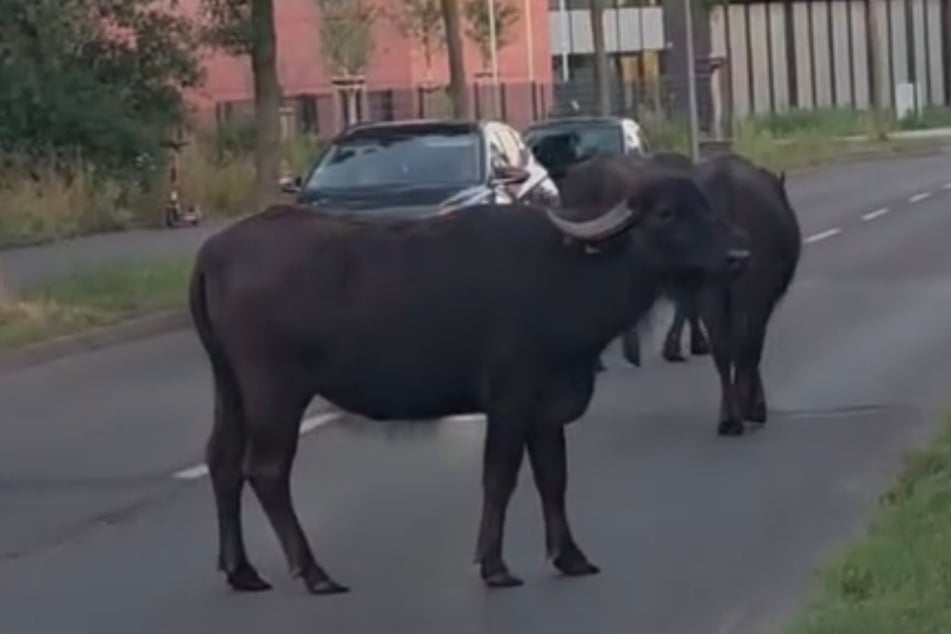 Die Tiere ließen sich durch die anderen Verkehrsteilnehmer nicht aus der Ruhe bringen.