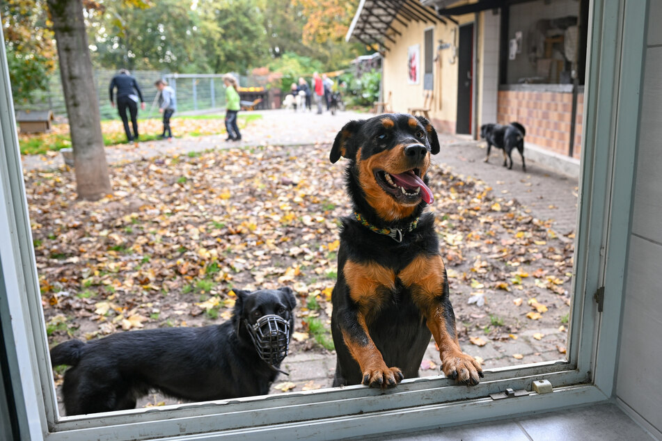 Ob Tierheimen in Baden-Württemberg eine finanzielle Hilfe zusteht, soll nun geklärt werden. (Symbolbild)