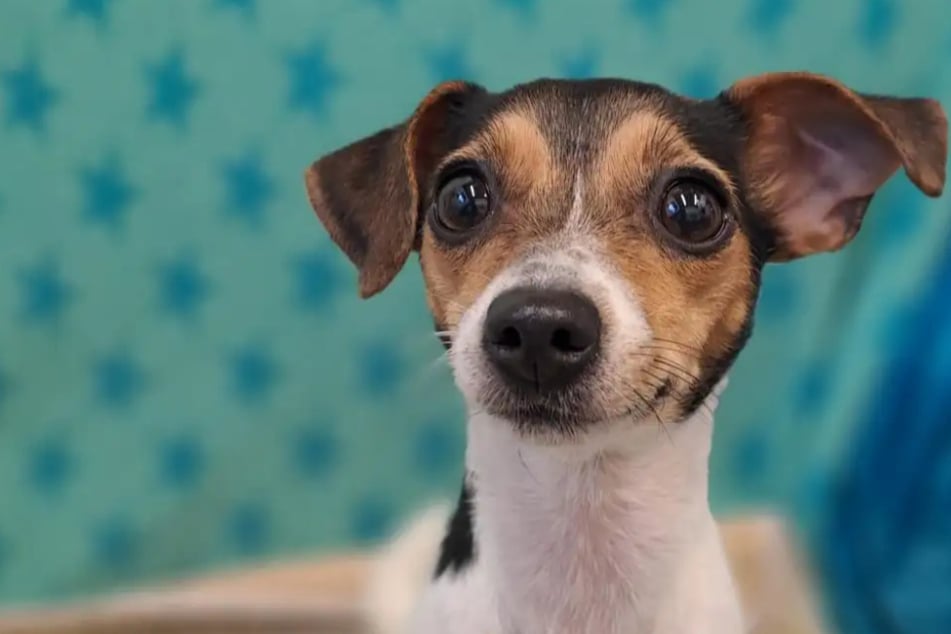 Fellnase sucht ein Zuhause: Wer gibt Farida eine Chance?