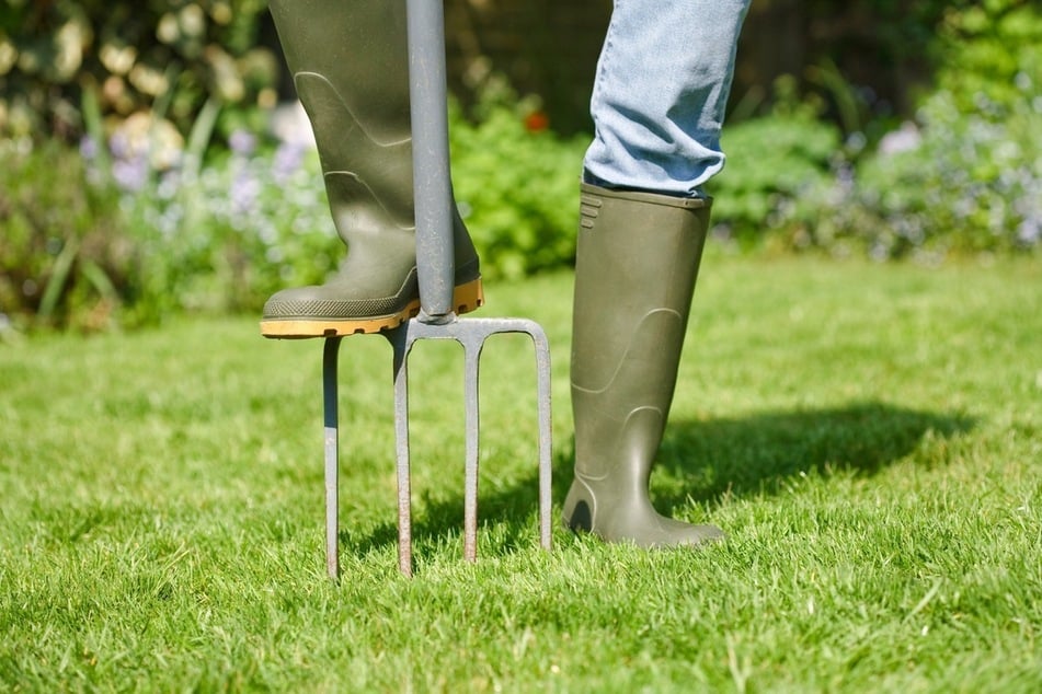 Bei der Rasenpflege wird gelüftet, gelockert, gedüngt und gewässert - alles essenziell für einen gesunden Rasen.