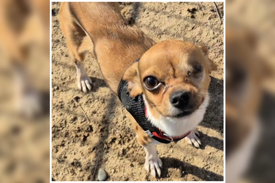 Monokel kam mit einem kranken Auge als Fundhund in das Frankfurter Tierheim. Leider war das Auge nicht mehr zu retten.