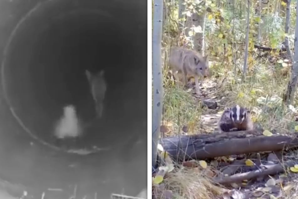 Tierisch niedliche Freundschaft zwischen Kojote und Dachs entzückt das Netz