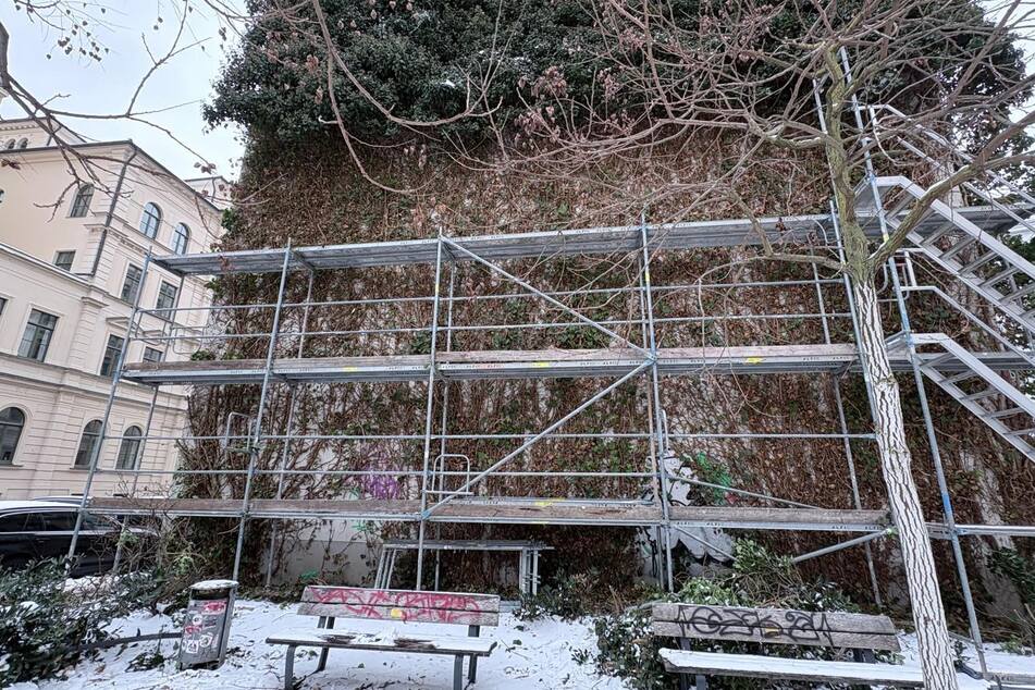 Der Schock war groß, als der Efeu an der Fassade Ende Januar unvermittelt zerstört worden war.