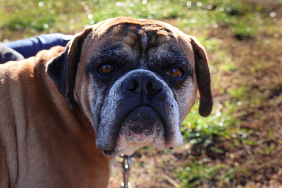 Hündin Amy ist wegen einer schweren Ohrenentzündung etwas schwerhörig.