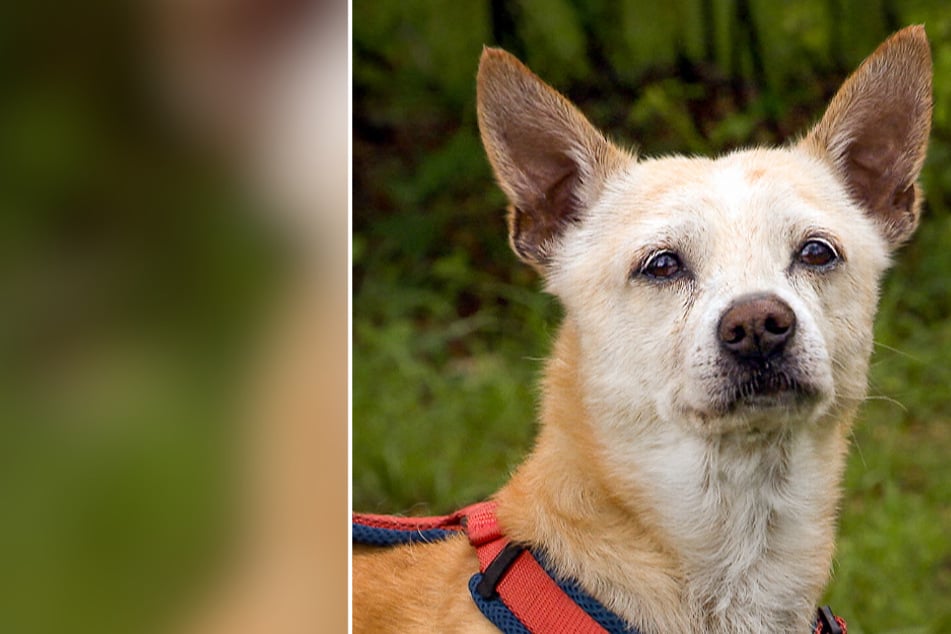 Hund hatte ein schönes Leben, bis dieser Schicksalsschlag kam