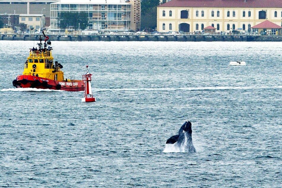 Immer wieder kommen Wale in den Hafen von Sydney. Die Tiere können gefährlich werden, wenn sie sich bedroht fühlen. (Archivbild)
