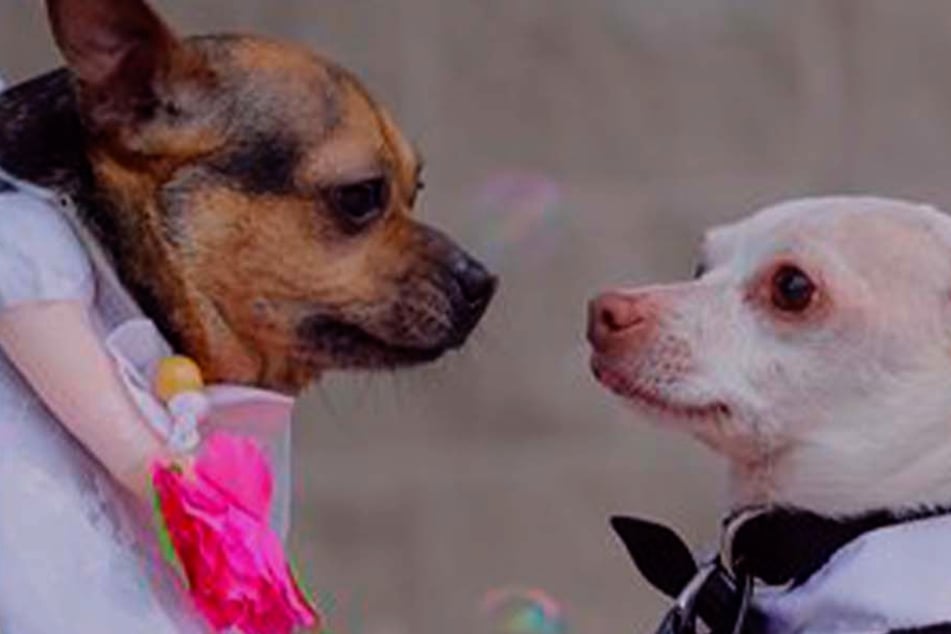 Hunde verlieben sich im Tierheim: Was die Mitarbeiter dann tun, ist herzzerreißend