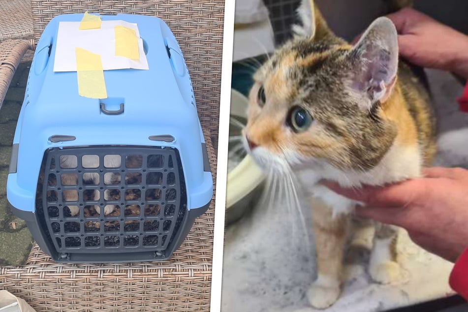 Die völlig verängstigte Katze wurde in einer Transportbox eingepfercht herzlos ausgesetzt. Ein Zettel des Besitzers war an die blau-schwarze Kiste angeklebt.