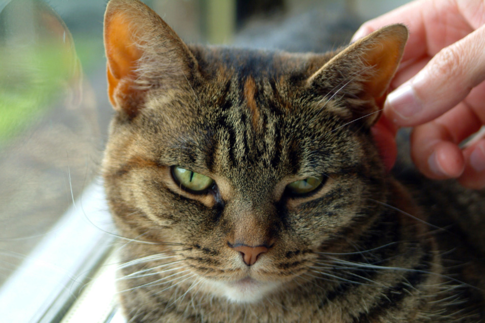 If your cat is twitching and also won't accept cuddles, then it could be sick.