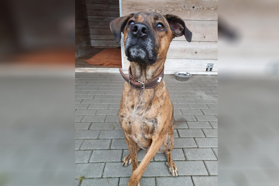 Der junge Rüde soll anfangs etwas ängstlich und deswegen aktuell noch einen Maulkorb benötigen. Hat er sich jedoch einmal an die neue Bekanntschaft gewöhnt, soll er ein liebenswerter Begleiter sein.
