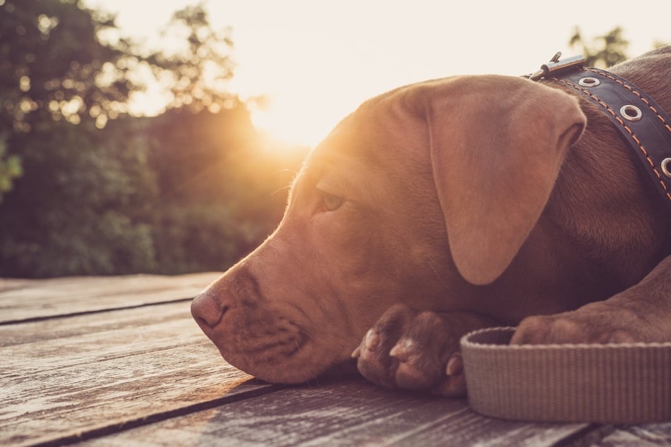 Werden Hunde zweimal täglich gefüttert, sind feste Abendzeiten sinnvoll.